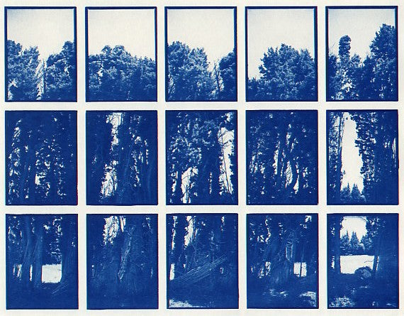 01#02 Zypressen, from the series: La Nature Provençale I, 1997