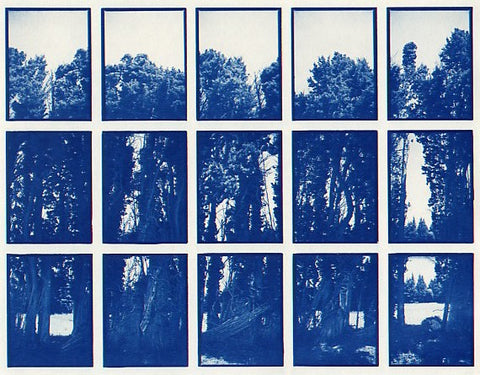01#02 Zypressen, from the series: La Nature Provençale I, 1997