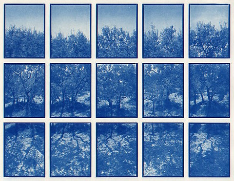 01#05 Olive Garden 3, from the series: La Nature Provençale I, 1997