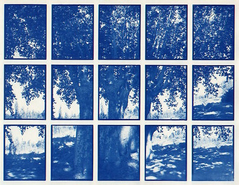 01#06 Platane, from the series: La Nature Provençale I, 1997