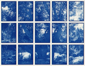 01#07 Pine Tree, from the series: La Nature Provençale I, 1997