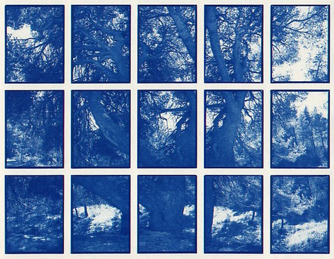 01#07 Pine Tree, from the series: La Nature Provençale I, 1997