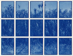 01#08 Bamboo, from the series: La Nature Provençale I, 1997