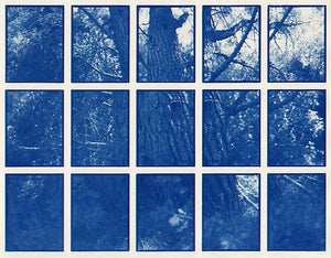 01#09 Fichte, from the series: La Nature Provençale I, 1997