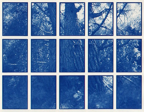 01#09 Fichte, from the series: La Nature Provençale I, 1997