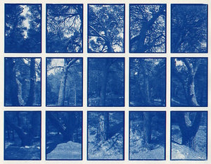 01#11 Pine Trees, from the series: La Nature Provençale I, 1997