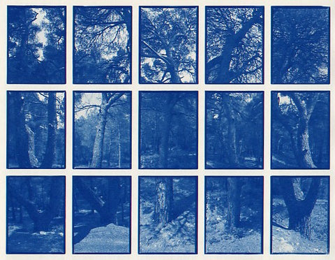 01#11 Pine Trees, from the series: La Nature Provençale I, 1997