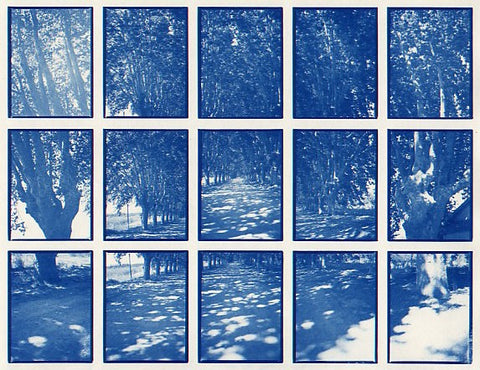 01#13 Platanenallee , from the series: La Nature Provençale I, 1997