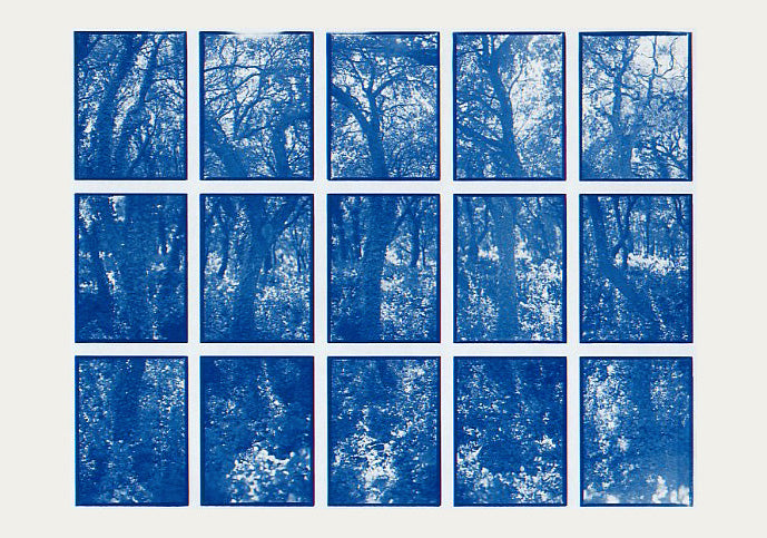 01#15 Oak Tree Forest 1, from the series: La Nature Provençale I, 1997