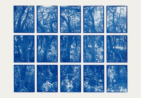 01#15 Oak Tree Forest 1, from the series: La Nature Provençale I, 1997