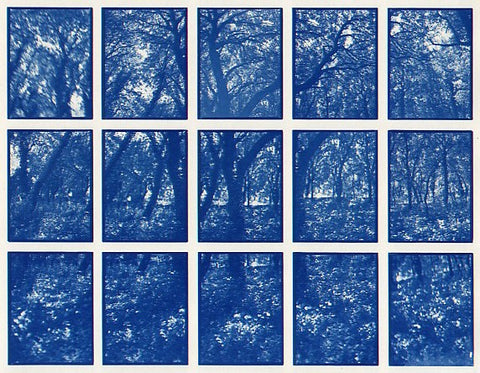 01#16 Oak Tree Forest 2, from the series: La Nature Provençale I, 1997