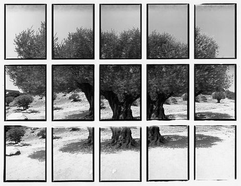 07#01 No Title, from the series: La Nature Provençale II, 1998