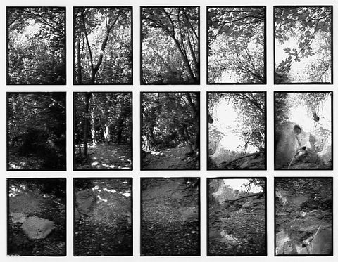 07#02 No Title, from the series: La Nature Provençale II, 1998