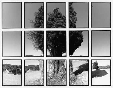 07#04 No Title, from the series: La Nature Provençale II, 1998