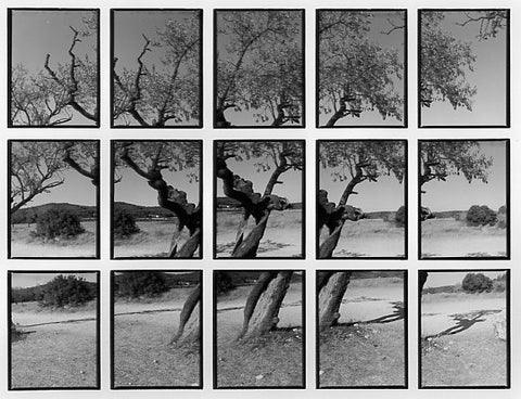 07#05 No Title, from the series: La Nature Provençale II, 1998