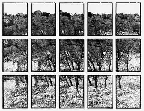 07#06 No Title, from the series: La Nature Provençale II, 1998