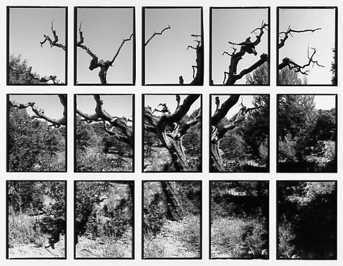 07#08 No Title, from the series: La Nature Provençale II, 1998