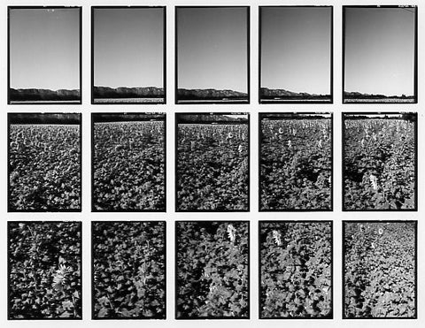 07#13 No Title, from the series: La Nature Provençale II, 1998