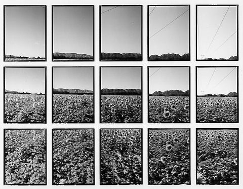 07#14 No Title, from the series: La Nature Provençale II, 1998