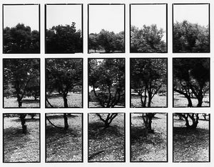 07#15 No Title, from the series: La Nature Provençale II, 1998