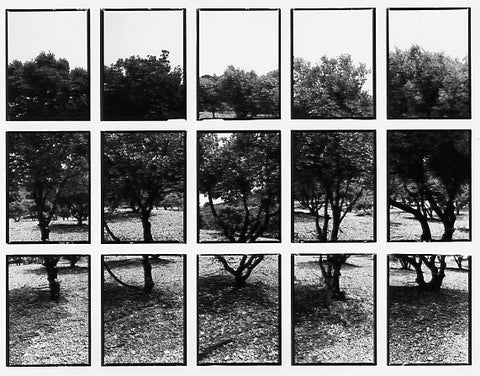 07#15 No Title, from the series: La Nature Provençale II, 1998