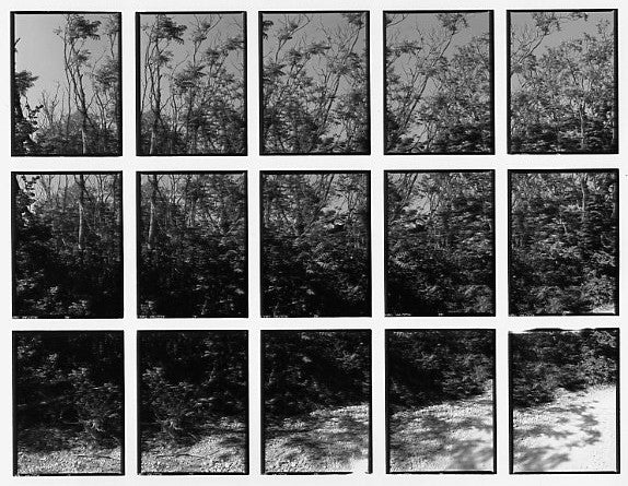 07#16 No Title, from the series: La Nature Provençale II, 1998