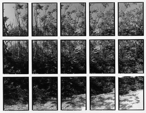 07#16 No Title, from the series: La Nature Provençale II, 1998