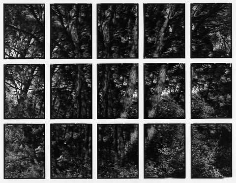 07#17 No Title, from the series: La Nature Provençale II, 1998