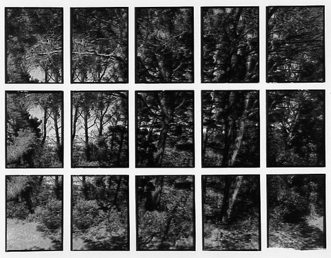 07#18 No Title, from the series: La Nature Provençale II, 1998