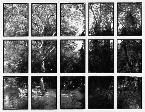 07#19 No Title, from the series: La Nature Provençale II, 1998
