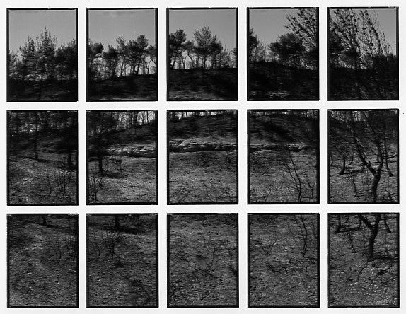 09#01 No Title, from the series: La Nature Provençale III, 1998