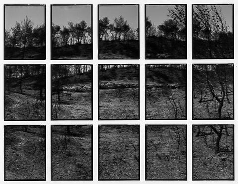 09#01 No Title, from the series: La Nature Provençale III, 1998