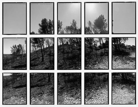 09#03 No Title, from the series: La Nature Provençale III, 1998