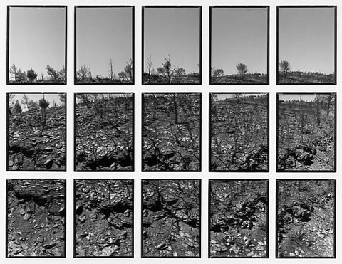 09#04 No Title, from the series: La Nature Provençale III, 1998