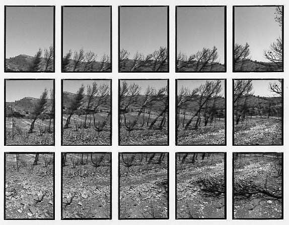 09#05 No Title, from the series: La Nature Provençale III, 1998