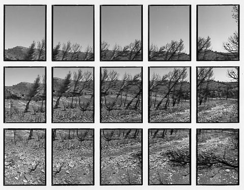 09#05 No Title, from the series: La Nature Provençale III, 1998