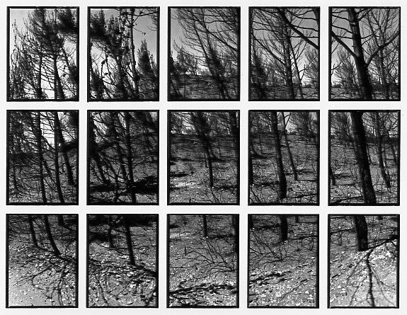 09#06 No Title, from the series: La Nature Provençale III, 1998