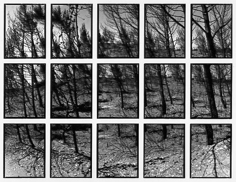 09#06 No Title, from the series: La Nature Provençale III, 1998
