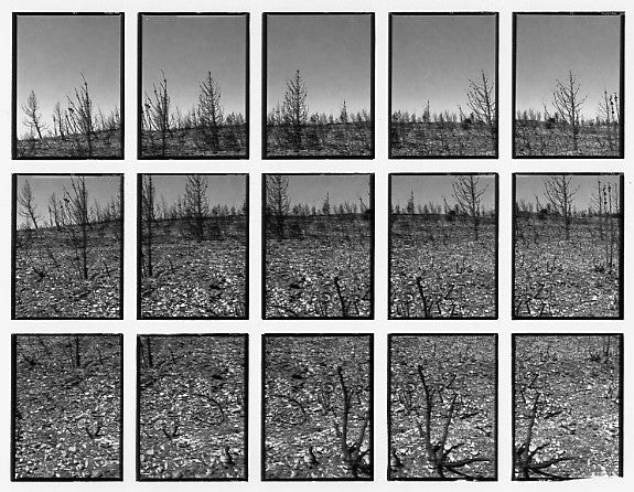 09#07 No Title, from the series: La Nature Provençale III, 1998