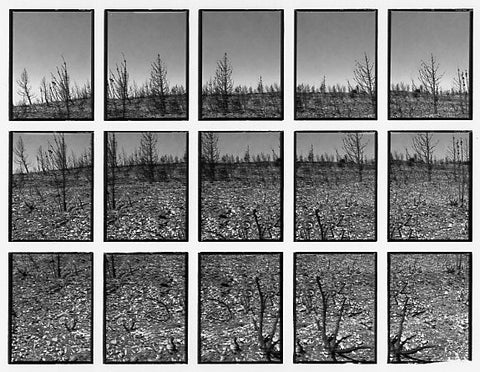09#07 No Title, from the series: La Nature Provençale III, 1998