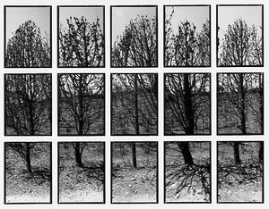 09#09 No Title, from the series: La Nature Provençale III, 1998