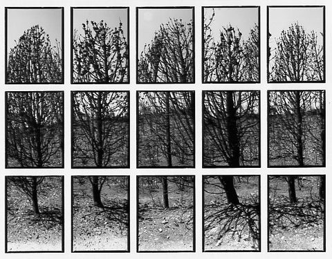 09#09 No Title, from the series: La Nature Provençale III, 1998