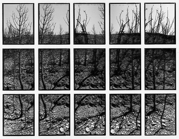 09#10 No Title, from the series: La Nature Provençale III, 1998