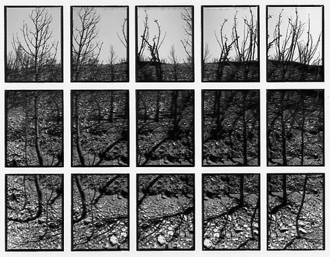 09#10 No Title, from the series: La Nature Provençale III, 1998