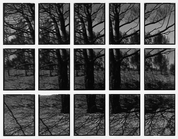 09#12 No Title, from the series: La Nature Provençale III, 1998