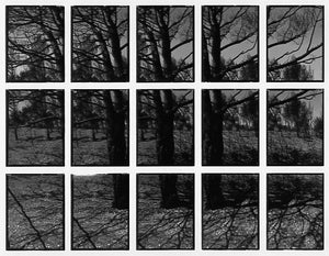09#12 No Title, from the series: La Nature Provençale III, 1998