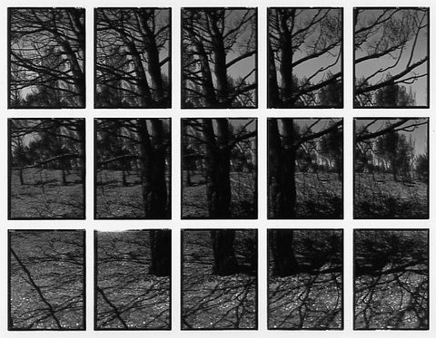 09#12 No Title, from the series: La Nature Provençale III, 1998