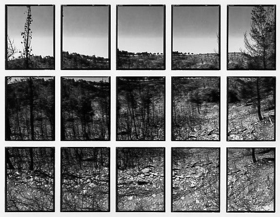 09#13 No Title, from the series: La Nature Provençale III, 1998