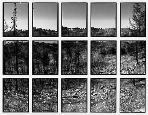 09#13 No Title, from the series: La Nature Provençale III, 1998