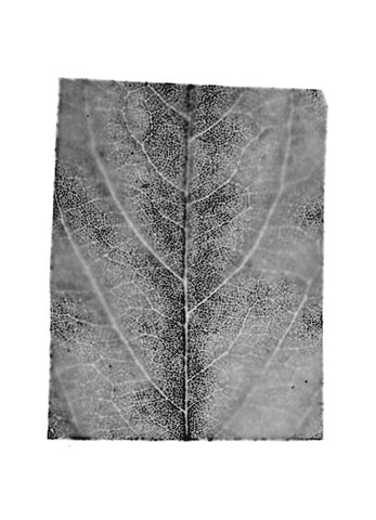 fg-2002-19 Robinia pseudacacia ( Robinie), 2002